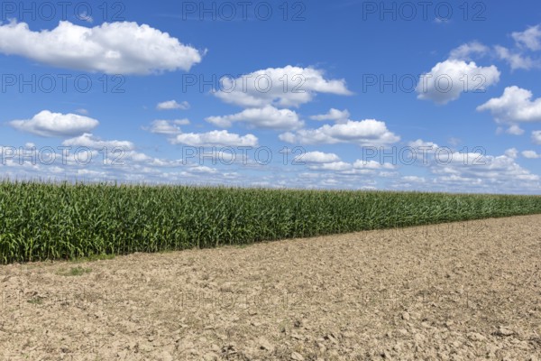 Symbolic image, renewable energies, maize plants, biogas plant, feed maize, maize cobs, clouds,