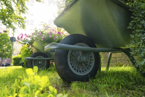 Close-up of wheelbarrow with flowering plants on a green meadow, Nagold, Black Forest, Germany,