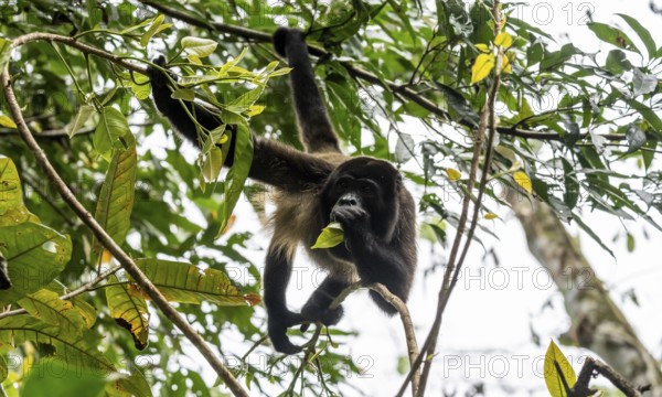 Mantled howler (Alouatta palliata) eating leaves in a tree, Cahuita National Park, Costa Rica,