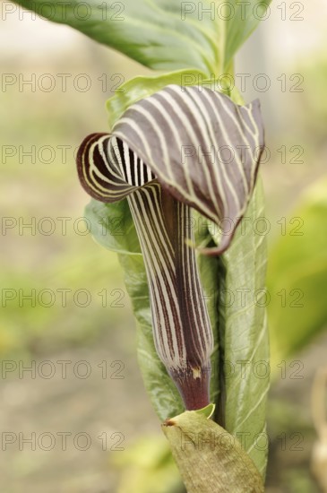 Cobra lily or fire cob (Arisaema speciosum), native to Asia
