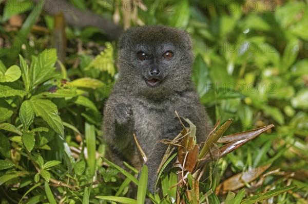 Eastern lesser bamboo lemur (Hapalemur griseus), gray gentle lemur, Andasibe-Mantadia National