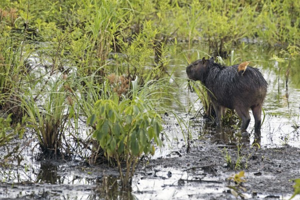 Capybara (Hydrochoerus hydrochaeris) with pale-legged hornero (Furnarius leucopus) feeding on its