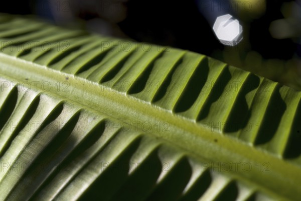Green Banana Leaf