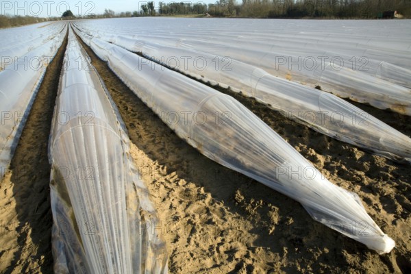 Plastic sheeting cloches protecting early vegetable crop in field, Hollesley, Suffolk, England,