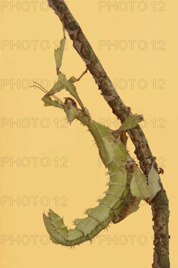 Giant prickly stick insect (Extatosoma tiaratum), female, captive, occurrence in Australia