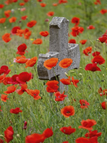 Poppy, poppy, cemetery, gravestone, cross, flowers, poppies, Tiszaalp-r, Kiskuns-gi National Park,