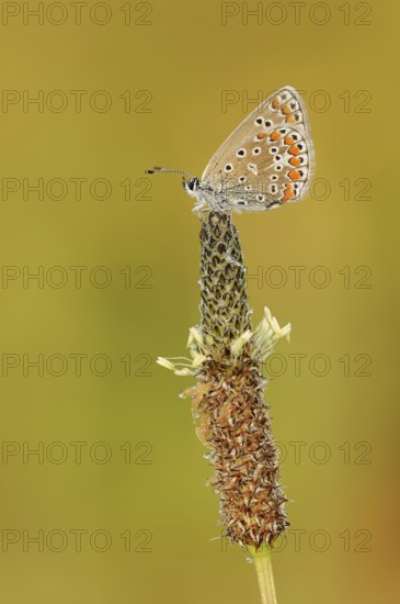 Common blue butterfly (Polyommatus icarus), female on ribwort plantain (Plantago lanceolata),