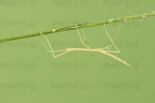 Pink Winged Stick Insect or Winged Stick Insect (Sipyloidea chlorotica, Sipyloidea sipylus), nymph,