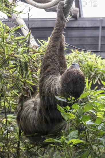 Two-fingered sloth (Choloepus hoffmanni), Walsrode Bird Park, Lower Saxony, Germany, Europe