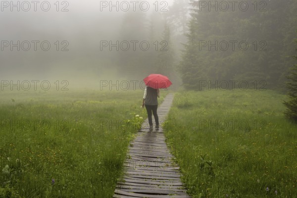 Woman 60-65 with umbrella in the Hühnermoos on a cloudy day with fog, a high moor at the Söllereck