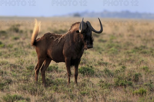 White-tailed wildebeest (Connochaetes gnou), adult, alert, Mountain Zebra National Park, Eastern