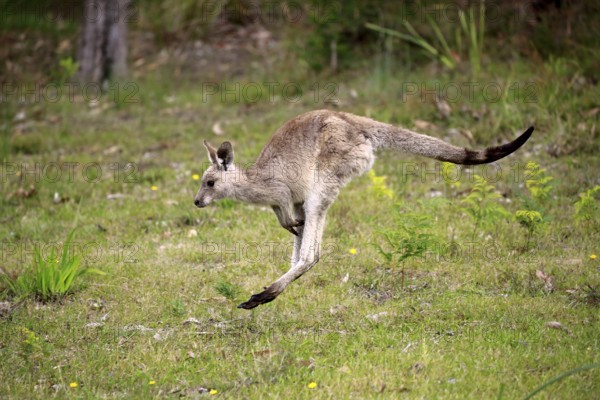 Eastern grey kangaroo (Macropus giganteus), half-grown juvenile jumping, Merry Beach, Murramarang