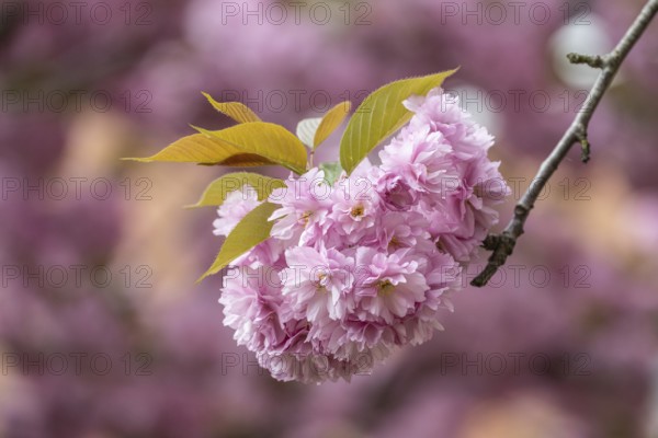 Japanese flowering cherry (Prunus serrulata Kanzan), Emsland, Lower Saxony, Germany, Europe