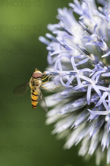 Wood hoverfly (Syrphus balteatus) on globe thistle (Echinops ritro), Emsland, Lower Saxony,