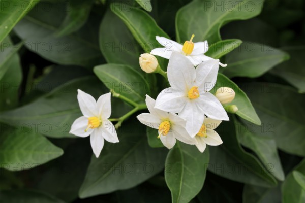 Solanum laxum (Solanum laxum), flowering, flower, Ellerstadt, Germany, Europe