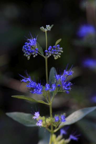 Clandon caryopteris (caryopteris x clandonensis), flower, flowering, Germany, Europe