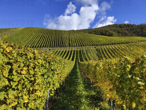 Wine-growing region in Bernkastel-Kues on the Moselle in Rhineland-Palatinate, Germany, Europe