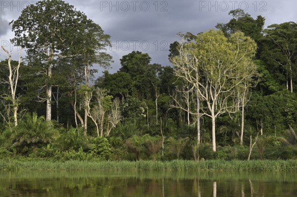 Landscape along the Sangha River, jungle giants, Congo Basin, Dzanga-Sangha Complex of Protected