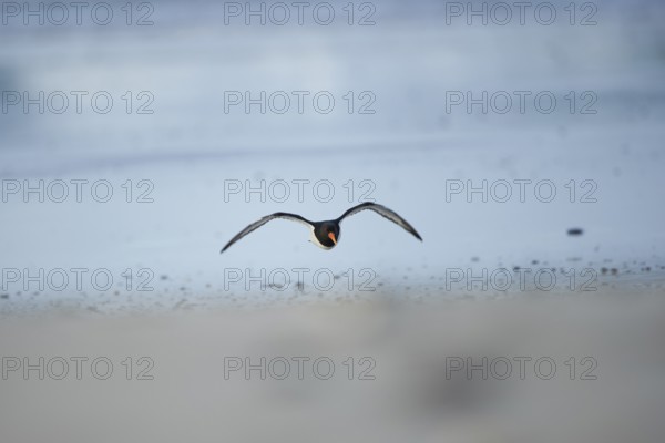 Close-up of Eurasian oystercatcher (Haematopus ostralegus) in spring (april) on Helgoland a small