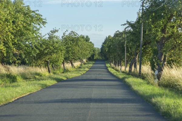 Avenue with fruit trees on a village street, Othenstorf, Mecklenburg-Vorpommern, Germany, Europe