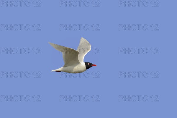 Herring Gull (Ichthyaetus melanocephalus, Larus melanocephalus), flying, Camargue, Provence,