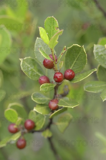 Italian buckthorn (Rhamnus alaternus), twig with leaves and fruit, Provence, southern France