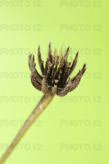 Cretaceous ragwort (Hedypnois rhagadioloides, Hedypnois cretica), fruit stand, Camargue, Provence,