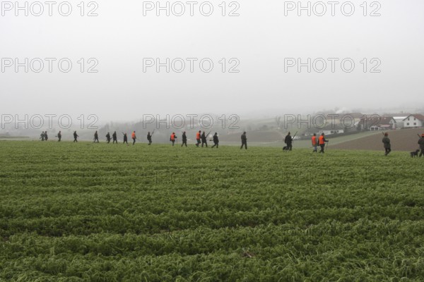 Hunters and hunting assistants, so-called beaters, walk in a line across a field on the occasion of
