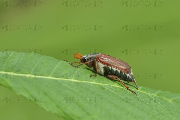 Northern cockchafer (Melolontha hippocastani), male, on a leaf of a horse chestnut (Aesculus