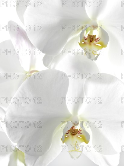 White orchid (Phalaenopsis), flowers