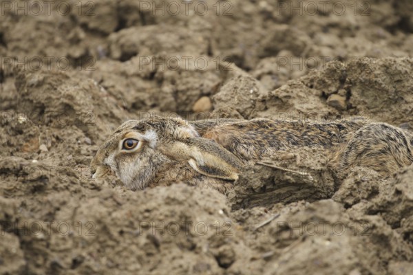 European hare (Lepus europaeus) perfectly camouflaged in its nest in a field furrow, Lower Austria,