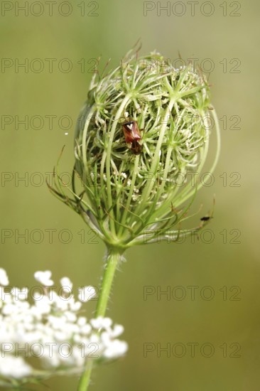 Wild carrot with bug, summer, Germany, Europe
