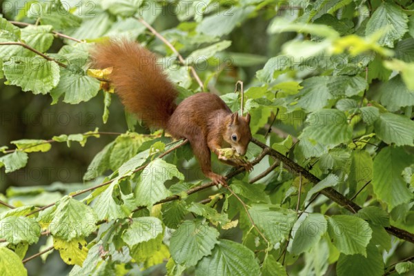 Eurasian squirrel (Sciurus vulgaris) eating a hazelnut, hazel (Corylus avellana), on branch in