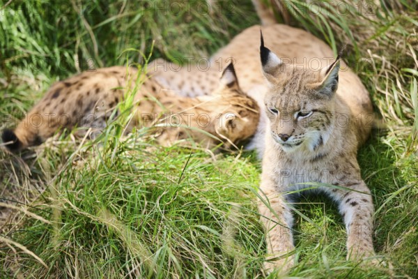 Eurasian lynx (Lynx lynx) mother with their youngsters drinking milk while lying in the grass,