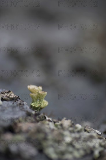 Cup lichen (Cladonia fimbriata) growing on a rock, portrait, close-up, nature, nature photograph,