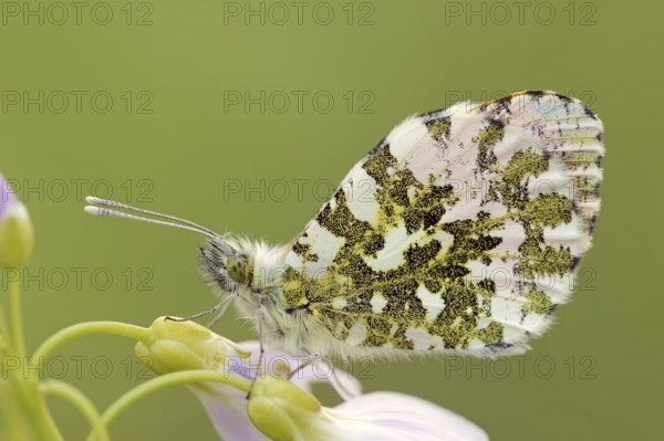 Orange tip (Anthocharis cardamines) on cuckoo flower (Cardamine pratensis), North Rhine-Westphalia,