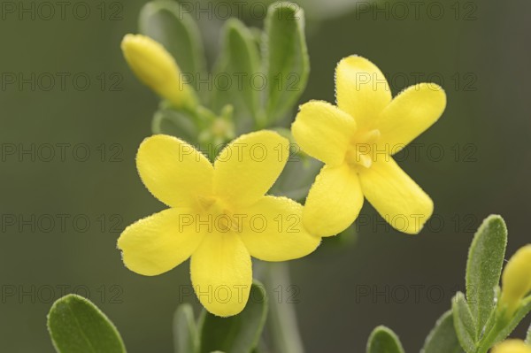 Shrub jasmine or shrubby jasmine (Chrysojasminum fruticans, Jasminum fruticans), flowers, Provence,