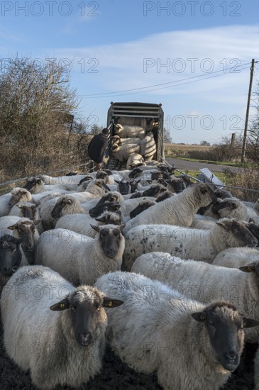 Shepherd loading his sheep into a double-decker livestock trailer, Mecklenburg-Western Pomerania,