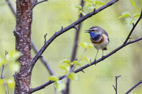 Red-throated Bluethroat or Tundra Bluethroat (Luscinia svecica), adult male singing on a branch,
