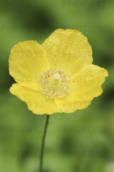 Wood poppy or cambric poppy (Papaver cambricum, Meconopsis cambrica), flower, ornamental plant,