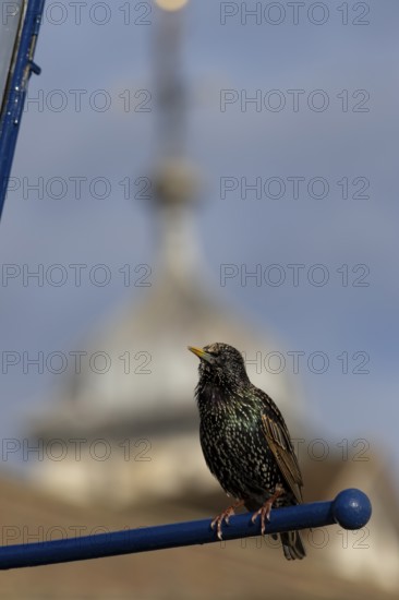 Common starling (Sturnus vulgaris) adult bird calling on a metal sign with a dome of the Tower of