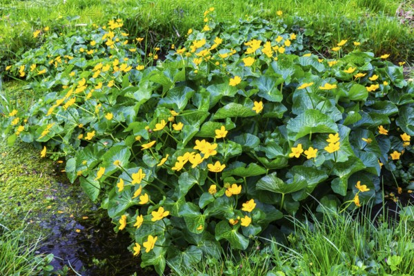 Marsh marigold (Caltha palustris), Ranunculaceae, spring, Lippachtal, Mühlheim, Upper Danube Nature