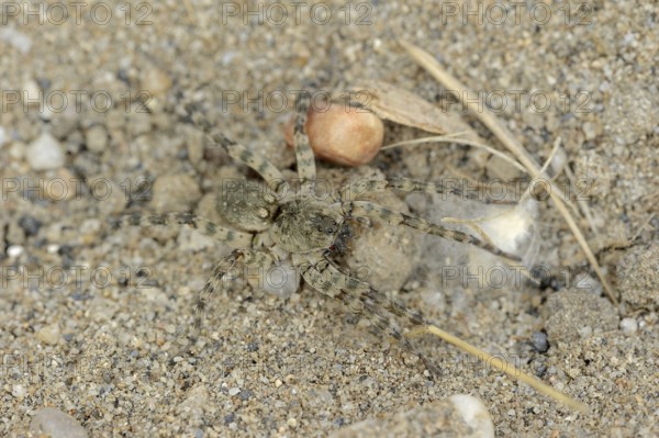 Giant riverbank spider (Arctosa cinerea), female, Provence, southern France