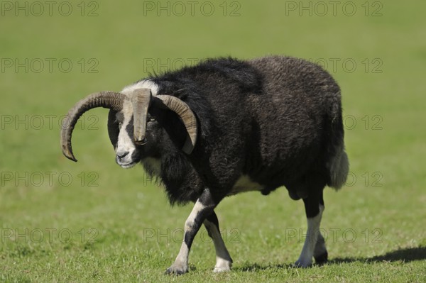Jacob sheep (Ovis ammon f. aries), ram, Lower Saxony Germany
