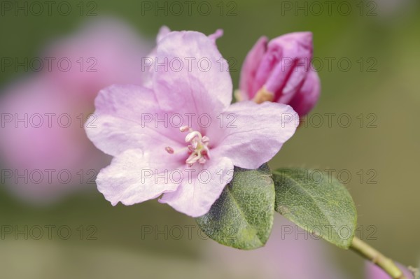 Early spring alpine rose (Rhododendron praecox), flower, ornamental plant, North Rhine-Westphalia,