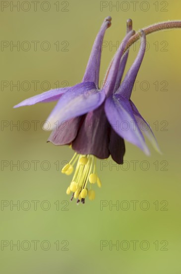 Brown columbine 'Chocolate Soldier' (Aquilegia viridiflora), flower, ornamental plant, North