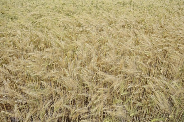 Field with rye (Secale cereale), North Rhine-Westphalia, Germany, Europe