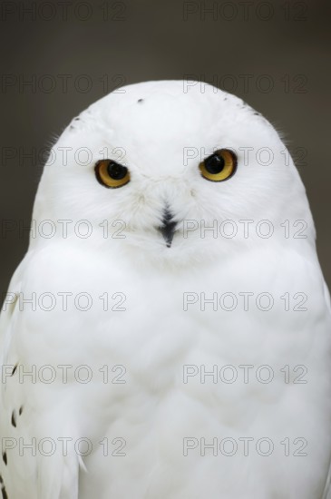 Snowy owl (Bubo scandiacus, Nyctea scandiaca), male, portrait, captive, North Rhine-Westphalia,