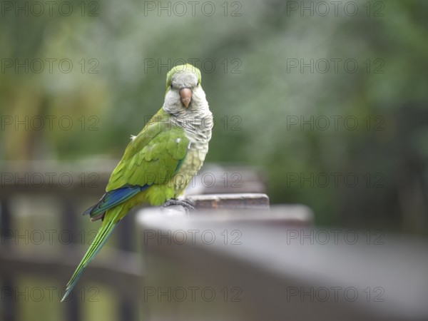 Portrait of a monk parakeet (Myiopsitta monachus) in a park in Buenos Aires, Argentina, South