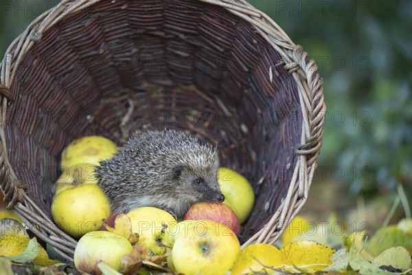 European hedgehog (Erinaceus europaeus) adult animal walking over fallen garden apples collected in